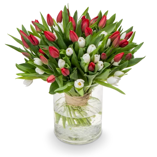 Kytice červených a bílých tulipánů